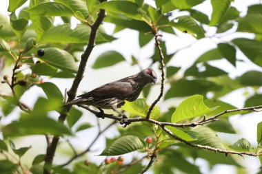 Asya sığırcığı (Aplonis panayensis), Sturnidae familyasından bir sığırcık türü..
