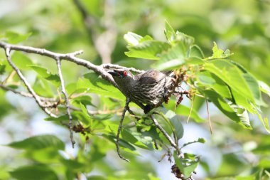 Asya sığırcığı (Aplonis panayensis), Sturnidae familyasından bir sığırcık türü..