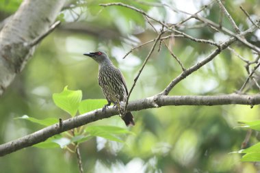 Asya sığırcığı (Aplonis panayensis), Sturnidae familyasından bir sığırcık türü..