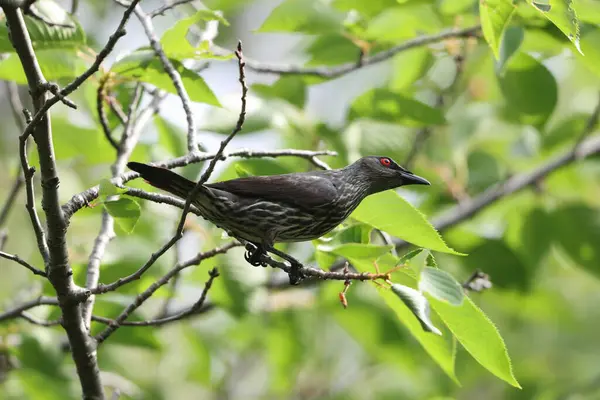 Asya sığırcığı (Aplonis panayensis), Sturnidae familyasından bir sığırcık türü..