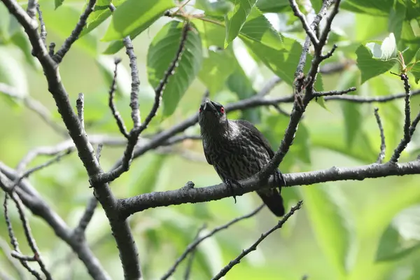 Asya sığırcığı (Aplonis panayensis), Sturnidae familyasından bir sığırcık türü..