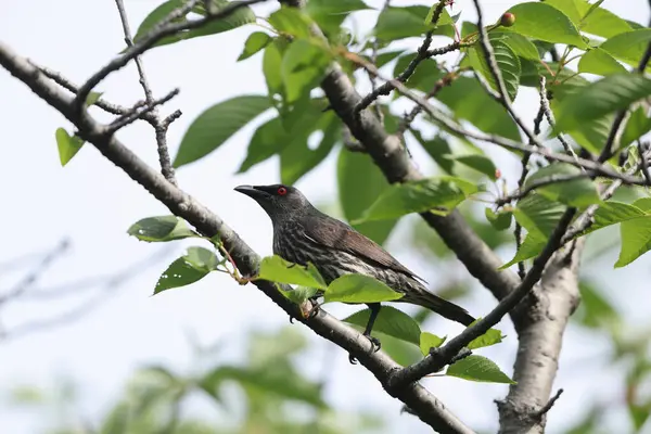 Asya sığırcığı (Aplonis panayensis), Sturnidae familyasından bir sığırcık türü..