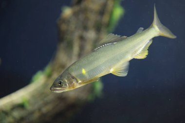 Ayu tatlı balığı (Plecoglossus altivelis), bir balık türüdür. Plecoglossidae familyasından Plecoglossidae familyasından tek türdür..