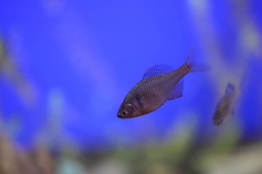 Japonya 'da Japon gül bitterling (Rhodeus ocellatus kurumeus)