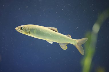 Ayu tatlı balığı (Plecoglossus altivelis), bir balık türüdür. Plecoglossidae familyasından Plecoglossidae familyasından tek türdür..