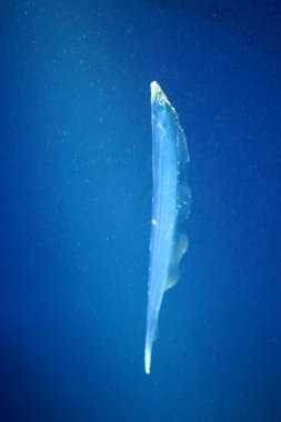 Japon mürekkep balığı (