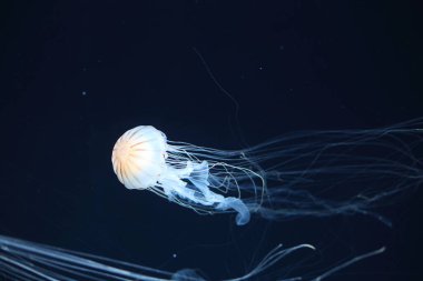 Chrysaora pacifica, Pelagiidae familyasından bir denizanasıdır..