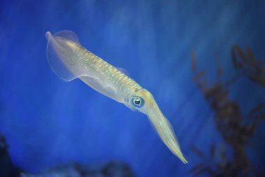 Mürekkep balığı (Heterololigo bleekeri) Japonya'da mızrak