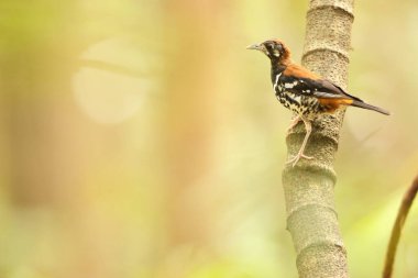 Kırmızı sırtlı ardıç kuşu (Geokichla erythronota), Turdidae familyasından bir kuş türü. Bu fotoğraf Endonezya 'nın Sulawesi Adası' nda çekildi..