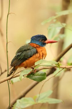 Yeşil sırtlı kral balığı (