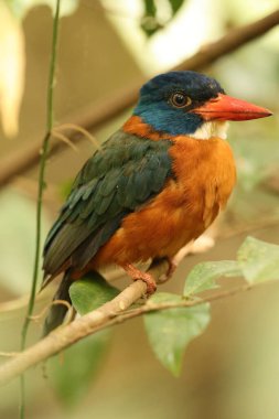 Yeşil sırtlı kral balığı (