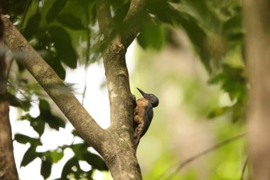 Küllü ağaçkakan (Mulleripicus fulvus), ağaçkakangiller (Picidae) familyasından bir kuş türü. Endonezya 'nın Sulawesi adasına özgüdür..
