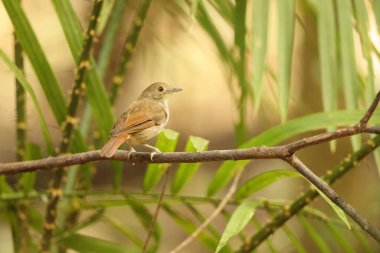 Sulawesi gevezeliği (Pellorneum celebense), Pellorneidae familyasından bir kuş türü. Endonezya 'ya özgü..