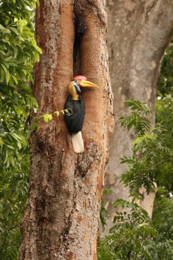 Kapı tokmaklı boynuz gagası (