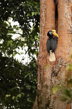 Kapı tokmaklı boynuz gagası (