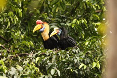Kapı tokmaklı boynuz gagası (