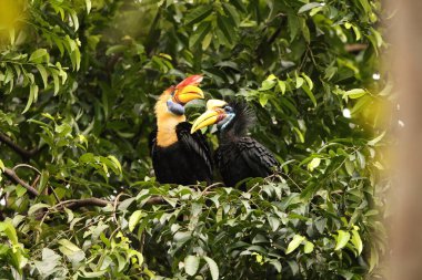 Kapı tokmaklı boynuz gagası (