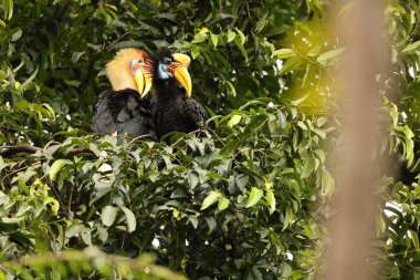 Kapı tokmaklı boynuz gagası (