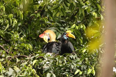 Kapı tokmaklı boynuz gagası (