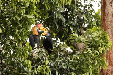 Kapı tokmaklı boynuz gagası (