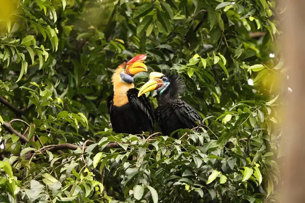 Kapı tokmaklı boynuz gagası (