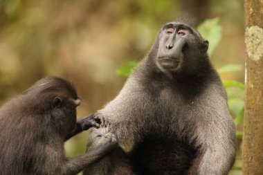 Celebes tepeli makakı (