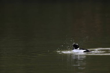 ortak goldeneye (bucephala clangula) Japonya'nın erkek