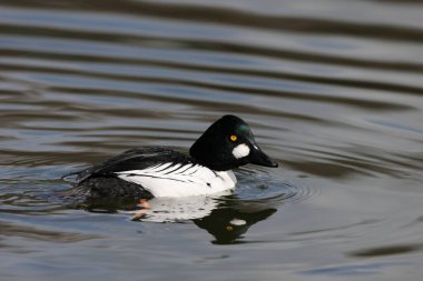 ortak goldeneye (bucephala clangula) Japonya'nın erkek