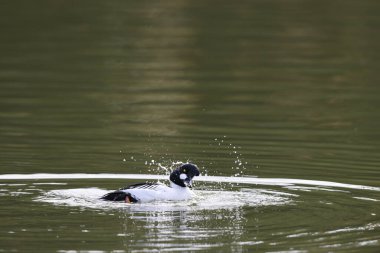 ortak goldeneye (bucephala clangula) Japonya'nın erkek