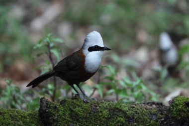 Beyaz ibikli ardıç kuşu (Garrulax leucolophus leucolophus), Leiothrichidae familyasının bir üyesidir. Bu fotoğraf Hindistan 'da çekildi..