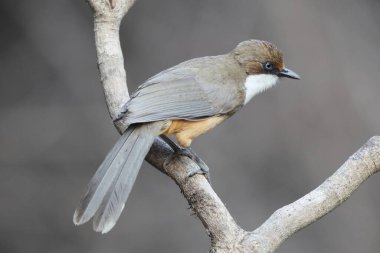 Beyaz boğazlı kahkaha kuşu (