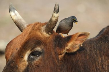 Orman Myna (Acridotheres fuscus), sığırcık familyasından bir Myna türüdür. Bu fotoğraf Hindistan 'da çekildi..