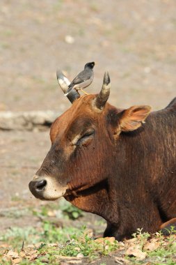 Orman Myna (Acridotheres fuscus), sığırcık familyasından bir Myna türüdür. Bu fotoğraf Hindistan 'da çekildi..