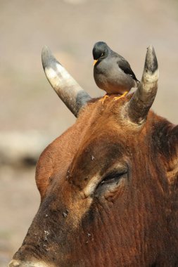 Orman Myna (Acridotheres fuscus), sığırcık familyasından bir Myna türüdür. Bu fotoğraf Hindistan 'da çekildi..
