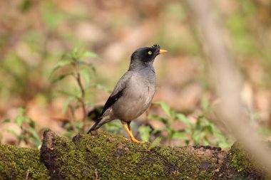 Orman Myna (Acridotheres fuscus), sığırcık familyasından bir Myna türüdür. Bu fotoğraf Hindistan 'da çekildi..