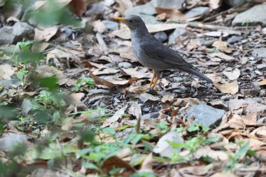 Tickell ardıç kuşu (Turdus unicolor), ardıçkuşu familyasından bir kuş türü. Himalayalar 'daki açık ormanlarda yaygındır..