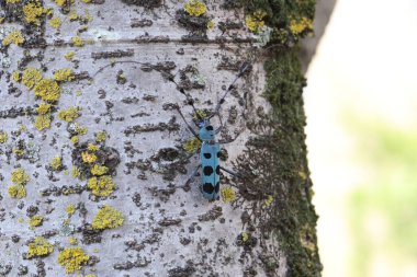 Japonya 'da siyah benekli mavi uzun boynuzlu böcek (Rosalia batesi)