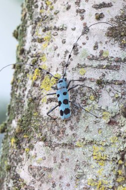 Japonya 'da siyah benekli mavi uzun boynuzlu böcek (Rosalia batesi)