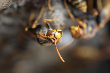 Kara Belli Kağıt Eşekarısı (