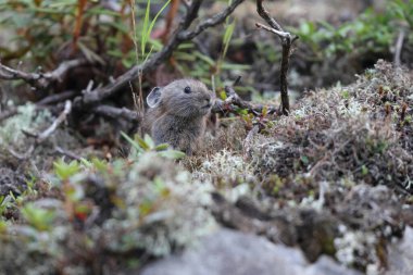 Japonya 'nın Hokkaido kentindeki Kuzey Pika (Ochotona hyperborea yeesoensis)
