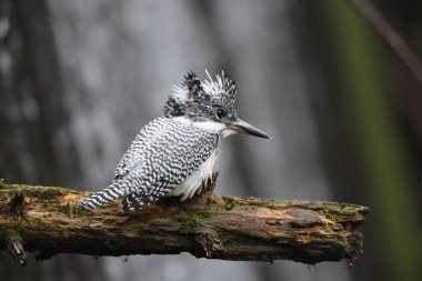 Tepeli Kingfisher (Megaceryle lugubris pallida), Güney Asya 'nın bazı bölgelerine özgü çok büyük bir kralbalıkçıdır. Bu fotoğraf Japonya, Hokkaido 'da çekildi..