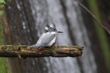 Tepeli Kingfisher (Megaceryle lugubris pallida), Güney Asya 'nın bazı bölgelerine özgü çok büyük bir kralbalıkçıdır. Bu fotoğraf Japonya, Hokkaido 'da çekildi..