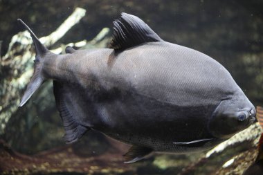 Tambaqui (Colossoma makropomum), Serrasalmidae familyasından bir balık türü. Tropik Güney Amerika 'ya özgüdür..