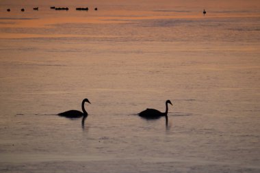 Whooper kuğusu (Cygnus cygnus olarak da bilinir), büyük bir kuzey yarımküre kuğusudur. Bu fotoğraf Japonya 'da çekildi..