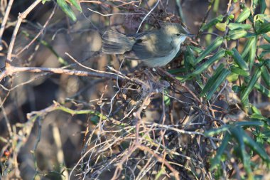 Blyth 'in sazlık bülbülü (