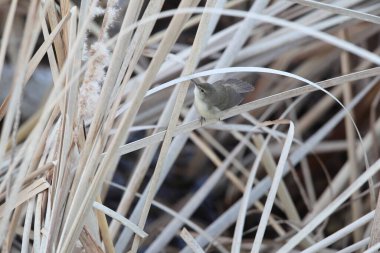 Blyth 'in sazlık bülbülü (