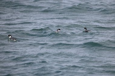 Antik Murrelet (Synthliboramphus antiquus), Auk familyasından bir kuş türü. Bu fotoğraf Japonya 'da çekildi..