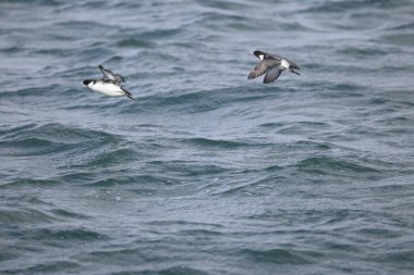 Antik Murrelet (Synthliboramphus antiquus), Auk familyasından bir kuş türü. Bu fotoğraf Japonya 'da çekildi..