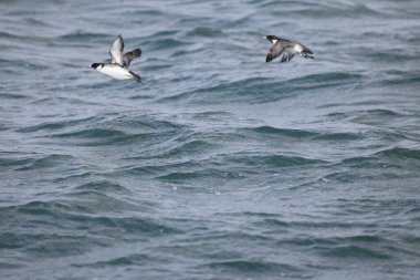 Antik Murrelet (Synthliboramphus antiquus), Auk familyasından bir kuş türü. Bu fotoğraf Japonya 'da çekildi..