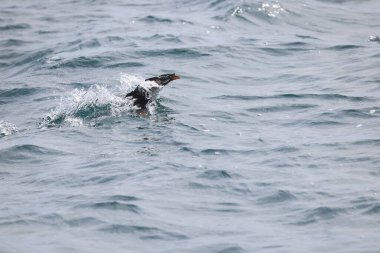 Gergedan auklet (Cerorhinca monocerata), deniz kuşugiller (Cerorhinca) familyasından bir kuş türü. Bu fotoğraf Japonya 'da çekildi..